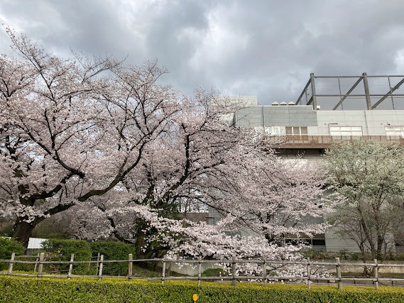 理研の桜